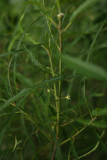 Rhamnus frangula 'Aspleniifolia' RCP05-07 249.jpg